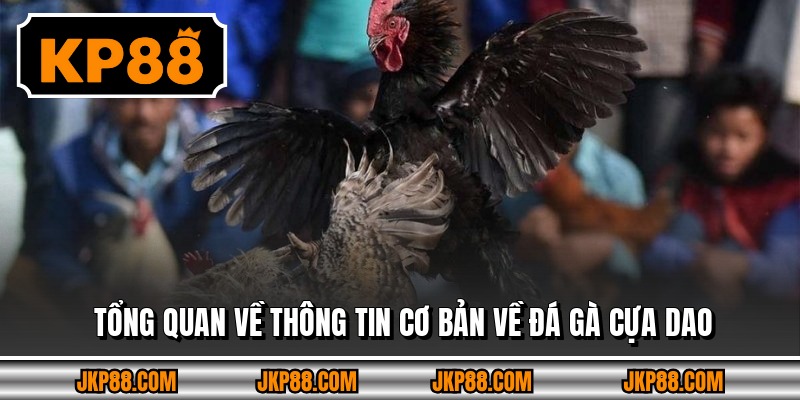 Tổng quan về thông tin cơ bản về đá gà cựa dao